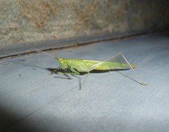 Phlugis ocraceovittata