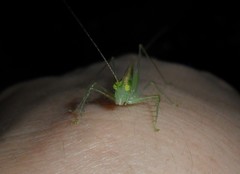 Phlugis ocraceovittata