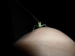 Phlugis ocraceovittata