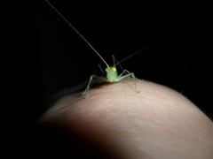 Phlugis ocraceovittata