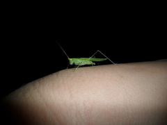 Phlugis ocraceovittata