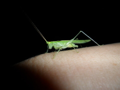 Phlugis ocraceovittata