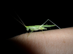 Phlugis ocraceovittata