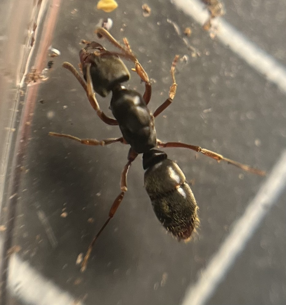 Mayaponera arhuaca
