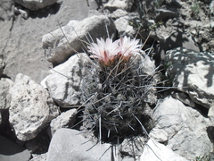 Thelocactus tulensis