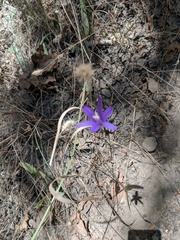 Brodiaea leptandra