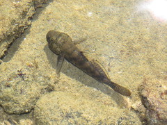 Bathygobius soporator