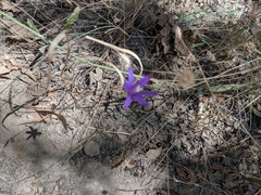Brodiaea leptandra