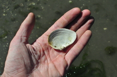 Macoma brota