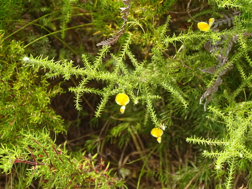 Zigzag Capegorse (Aspalathus bracteata)