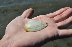 Macoma brota