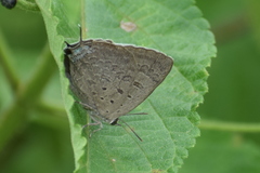 Arhopala atrax