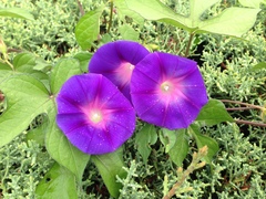 Ipomoea pubescens