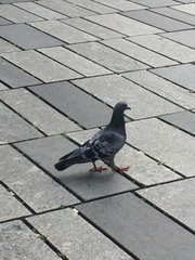 Columba livia domestica