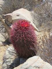 Ferocactus gracilis gracilis
