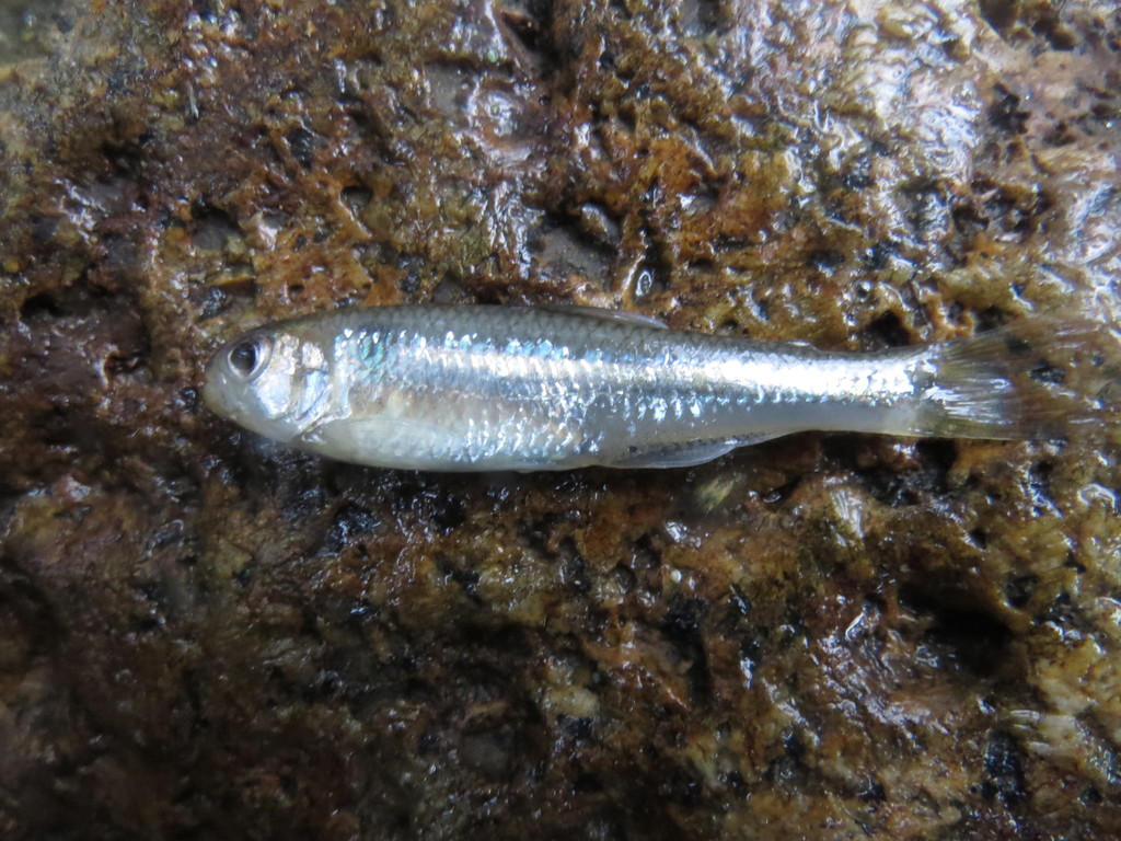Ornate Astyanax