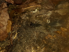 Mastigoproctus floridanus