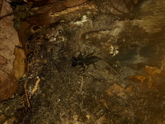 Mastigoproctus floridanus