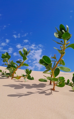 coastal inkberry