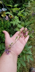 Solanum dulcamara
