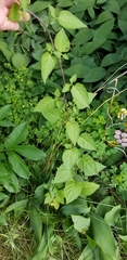 Solanum dulcamara