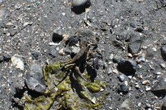 Lophopanopeus bellus