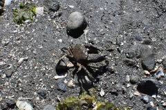 Lophopanopeus bellus