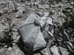 Astrophytum myriostigma