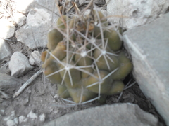 Thelocactus tulensis