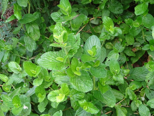Image of Cliffortia odorata by (c) Shaun Swanepoel, some rights reserved (CC BY)