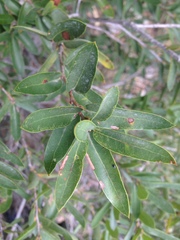 Quercus pringlei