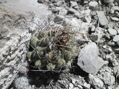 Thelocactus tulensis