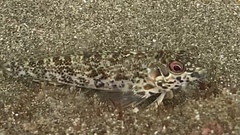 Southern Blenny photo 3