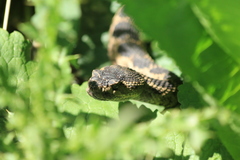 Crotalus oreganus