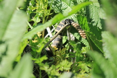 Crotalus oreganus