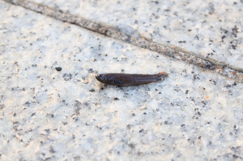 Abes grondel (Mugilogobius abei) — Gobiidae — 2