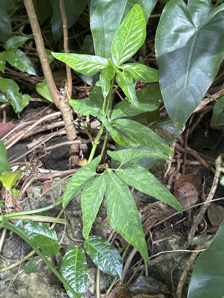 Syngonium angustatum, Saint Thomas, BB