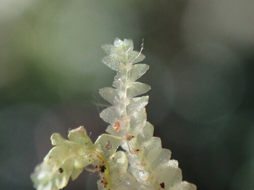 Calypogeia tosana observed 2024-12-17