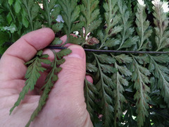 Asplenium lamprophyllum