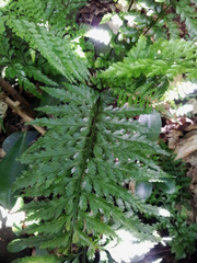 Asplenium lamprophyllum