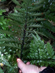 Asplenium lamprophyllum