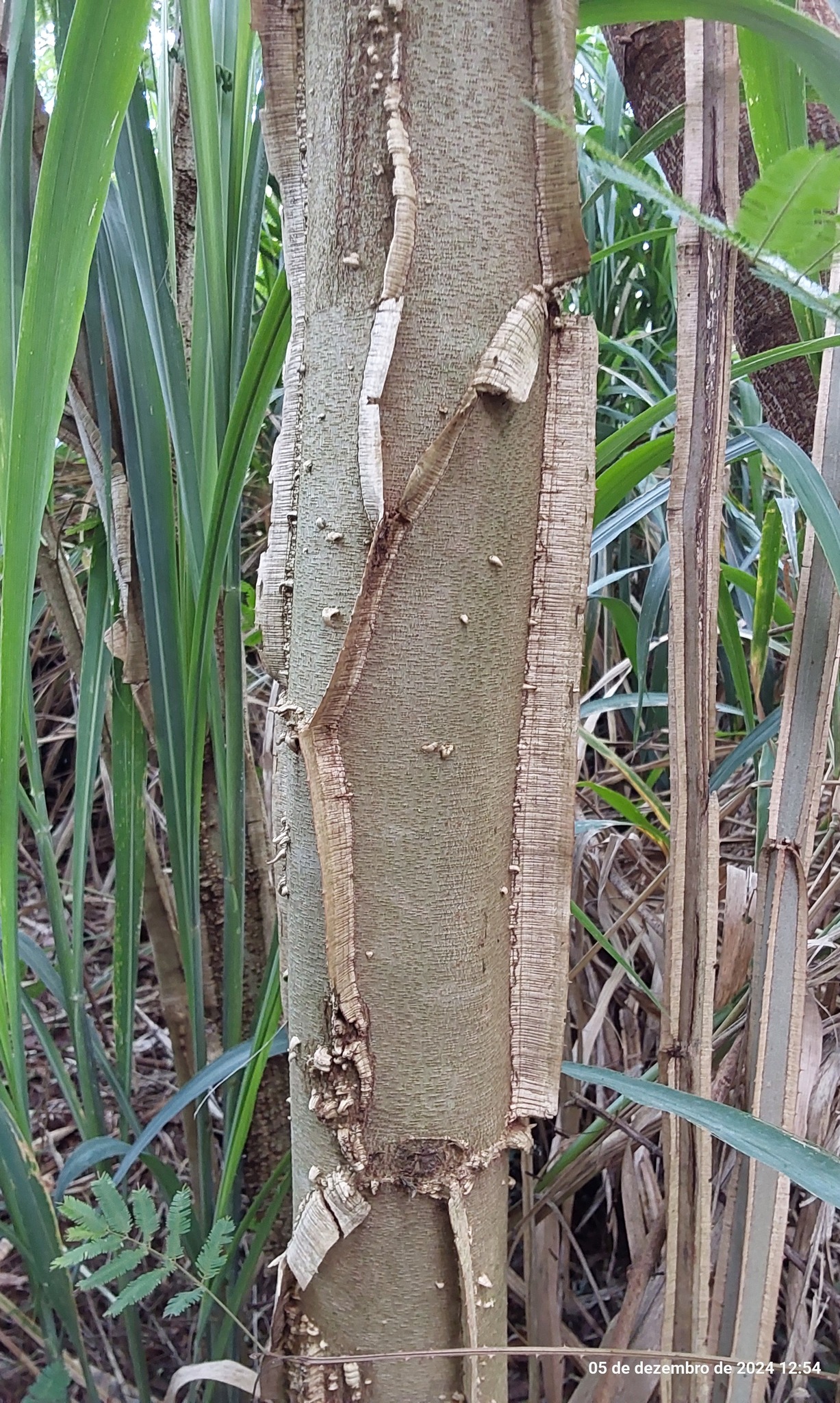 Piptadenia gonoacantha