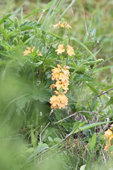 (c) Garrett Craig, some rights reserved (CC BY) Crossandra subacaulis, photograph (c) Garrett Craig, some rights reserved (CC BY)