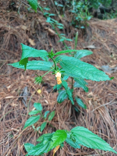 Cadillo anaranjado (Pavonia sepioides)