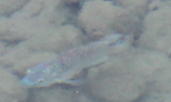 Oreochromis aureus