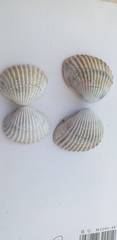 Cerastoderma edule