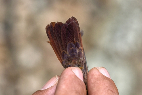 Berylline Hummingbird