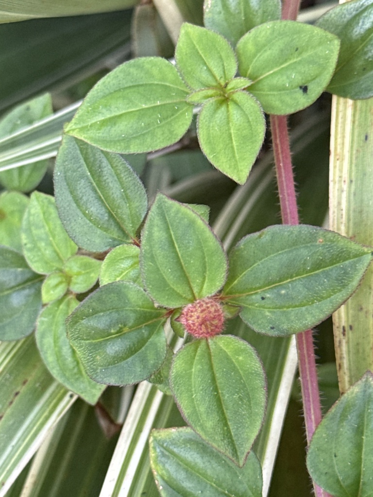 Heterotis rotundifolia, Barbados, Barbados, BB