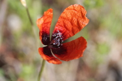 Papaver argemone