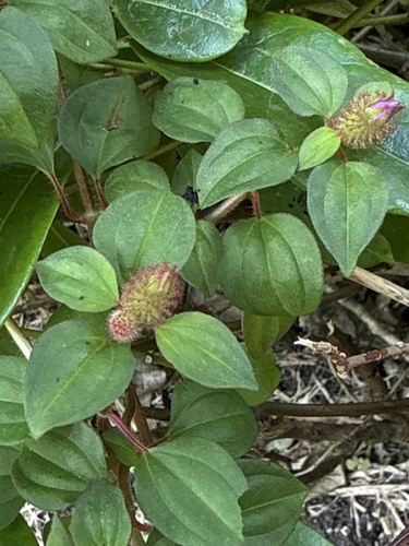 Heterotis rotundifolia